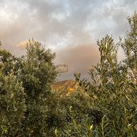2024-2025 NATUREL BİRİNCİ ZEYTİNYAĞI 1 LT CAM ŞİŞE